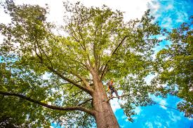 Trusted Columbus, GA Tree Care Experts