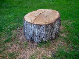Best Tree Disease Treatment  in Columbus, GA