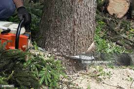 How Our Tree Care Process Works  in  Columbus, GA