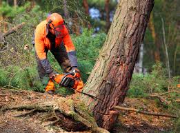 Best Lawn Disease Treatment  in Columbus, GA