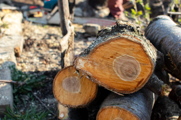 Best Tree Risk Assessment  in Columbus, GA
