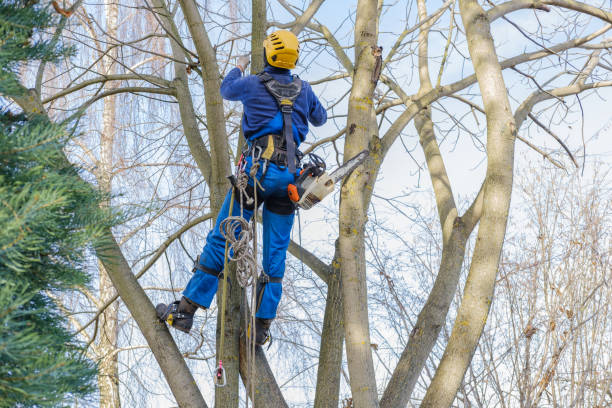 Best Fruit Tree Pruning  in Columbus, GA