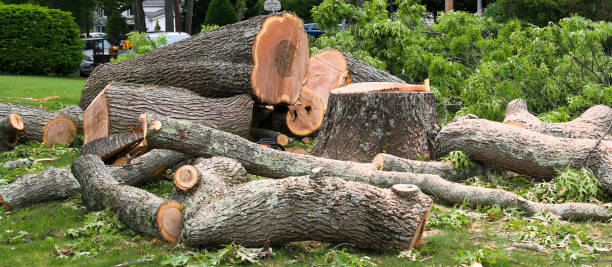 Best Tree Maintenance Programs  in Columbus, GA