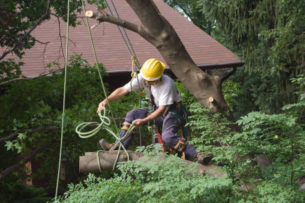 Best Emergency Tree Removal  in Columbus, GA