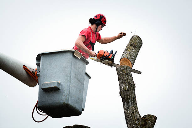 Best Hedge Trimming  in Columbus, GA