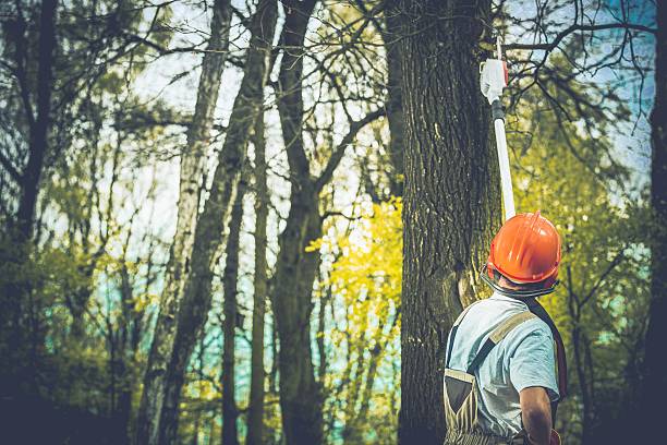 Best Tree Cabling and Bracing  in Columbus, GA
