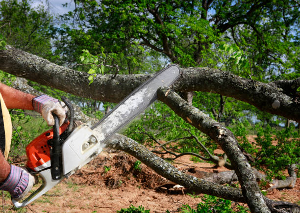 Best Tree Preservation Services  in Columbus, GA